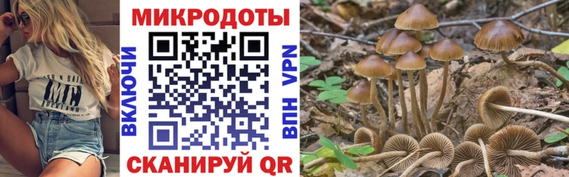 купить наркотики цена  Андреаполь  Галлюциногенные грибы Psilocybine cubensis 